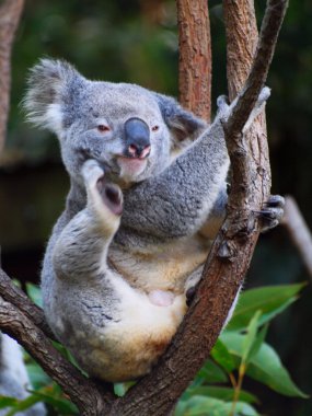 Koala clipart