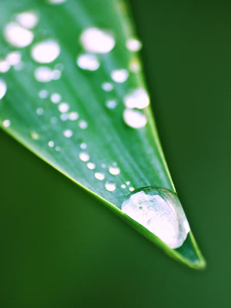 stock image Abstract grass background