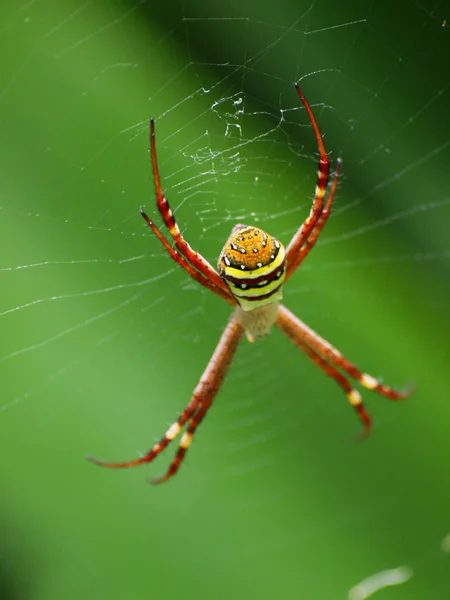 교차 하는 거미 — 스톡 사진