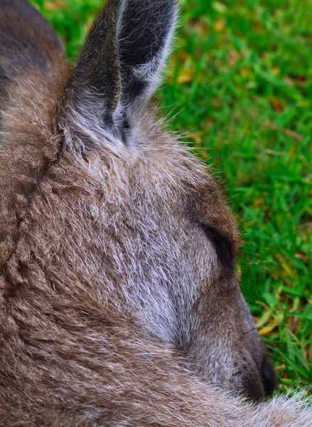 Red Kangaroo — Stock Photo, Image