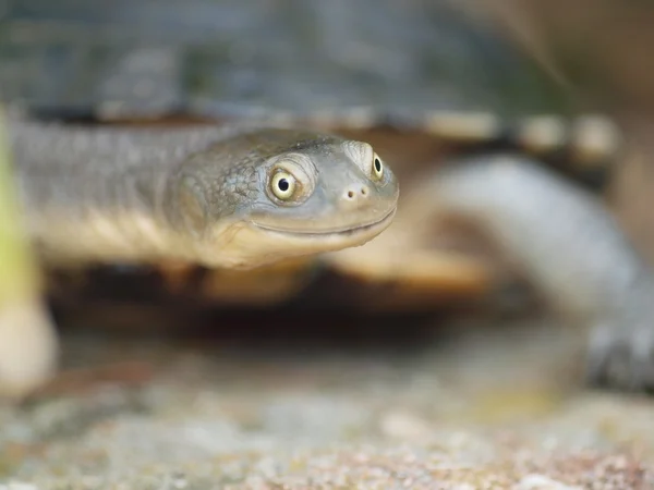 stock image Turtle