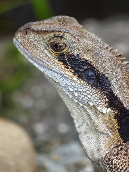 stock image Iguana