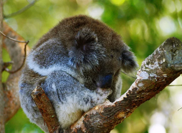 Koala Stockafbeelding