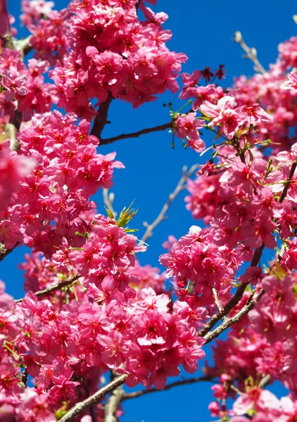 Flores de primavera Imágenes De Stock Sin Royalties Gratis