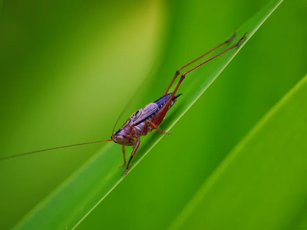 Grasshopper Stock Image