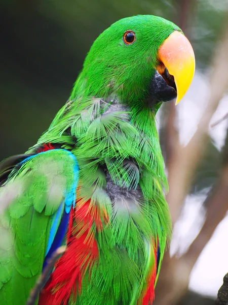Papagáj Stock Kép