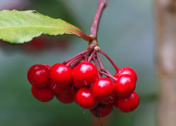 Autumn viburnum berries — Stock Photo, Image