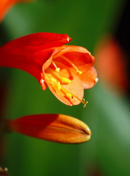 stock image Spring Flowers