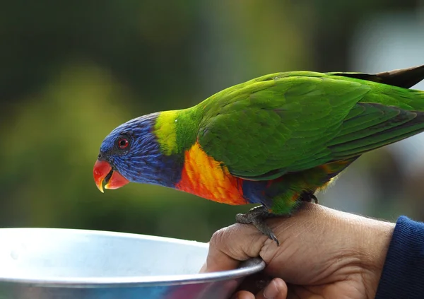 Parrot sits on a hand — Stock Photo, Image