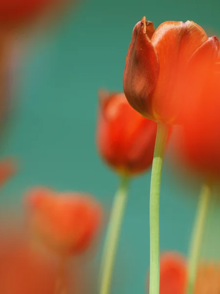 Весняні квіти Ліцензійні Стокові Фото