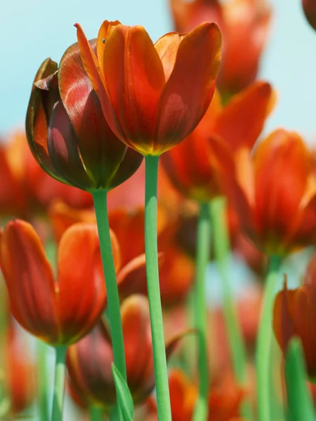 Tavaszi virágok Jogdíjmentes Stock Képek