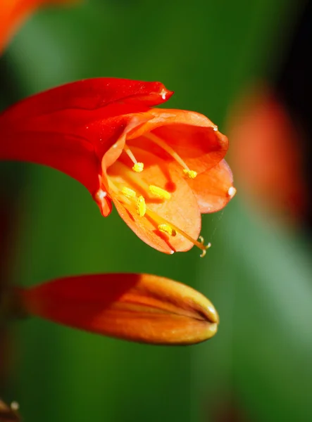 Flores de primavera Fotos De Bancos De Imagens Sem Royalties