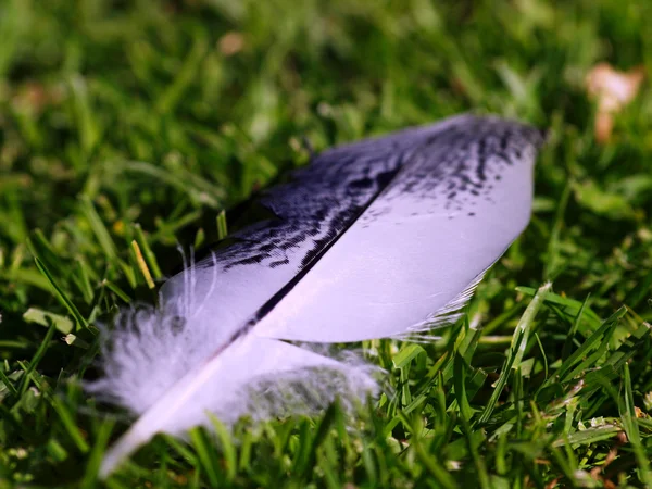 Feather Royalty Free Stock Images