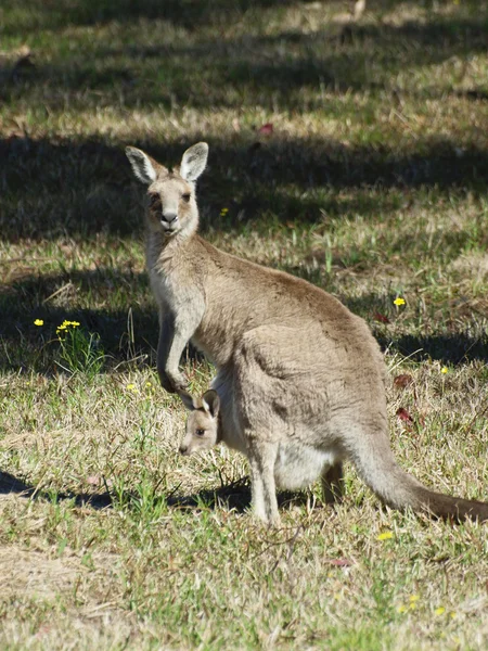 Staande kangoeroe Stockfoto