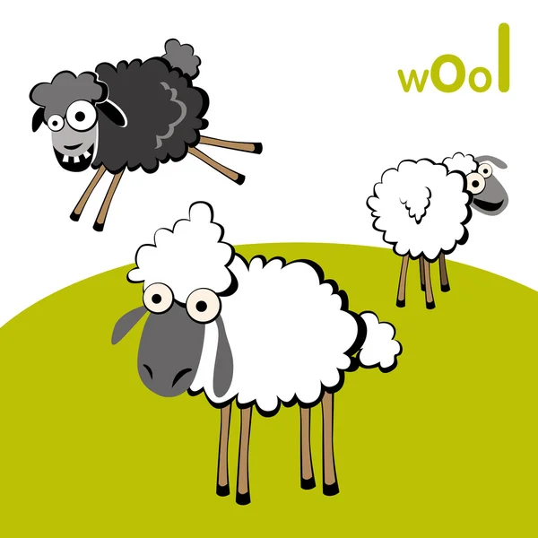 Sheep wool — Stock Vector