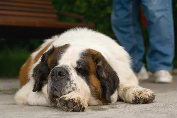 Pes spí vedle svého pána — Stock fotografie