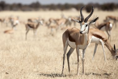 Springbok