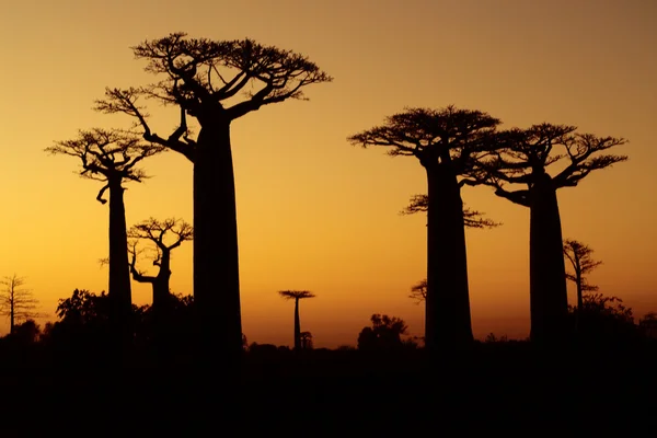 Sonnenuntergang und Baobabs Bäume — Stockfoto
