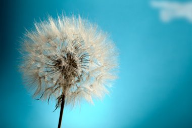 Dandelion Isolated clipart