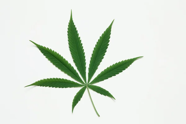 Cannabis leaf — Stockfoto