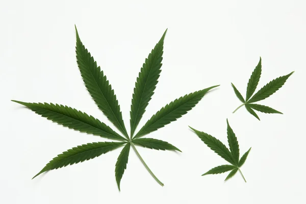 stock image Cannabis leaf