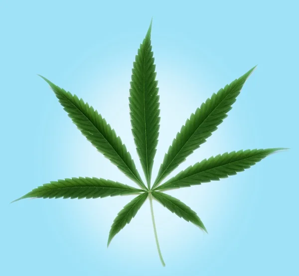 stock image Cannabis leaf