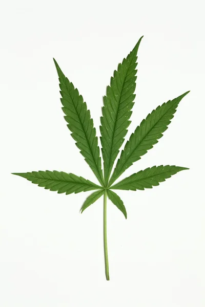 stock image Cannabis leaf