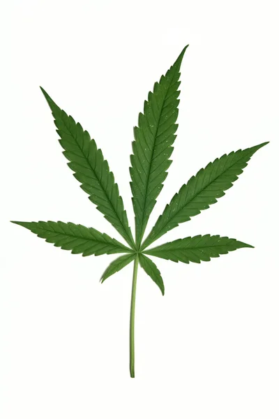 stock image Cannabis leaf