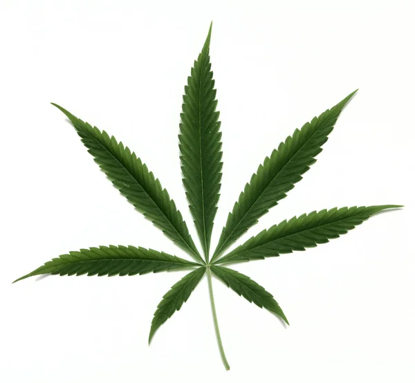 大麻叶 免版税图库照片