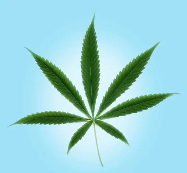 大麻叶 免版税图库图片