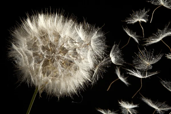 Dandelion soltando sementes no vento Imagens Royalty-Free