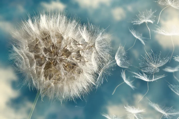 Dandelion soltando sementes no vento Imagem De Stock