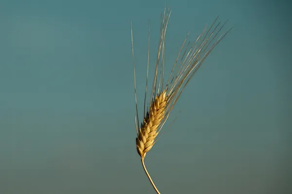 Altın buğday — Stok fotoğraf