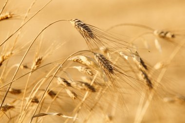 Golden wheat clipart