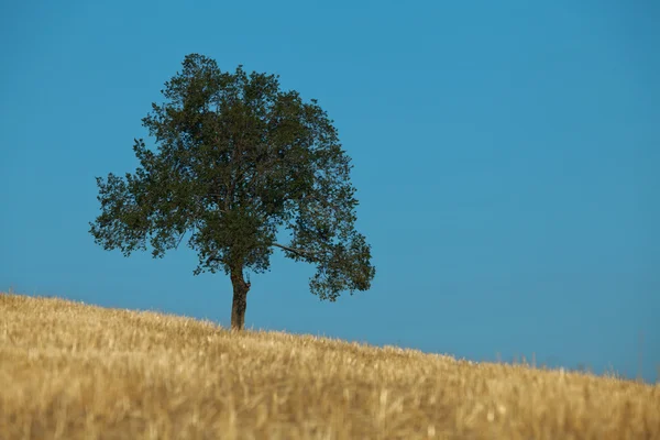 stock image Field,tree and blue sky