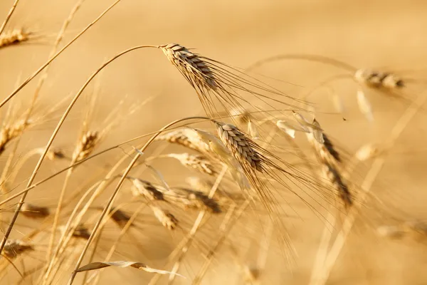 Золотая пшеница Стоковая Картинка