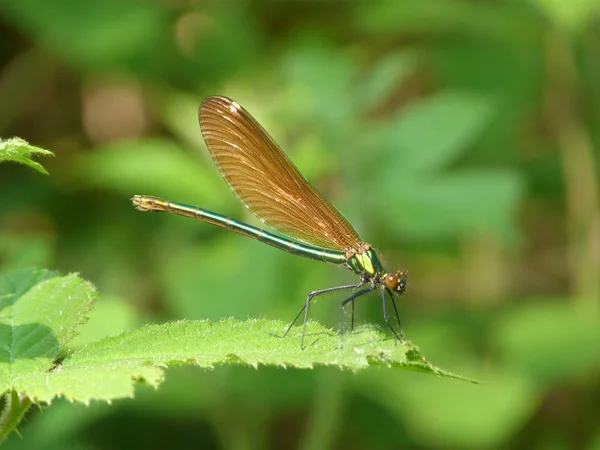 Dragonfly op bramble blad — Stockfoto