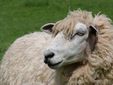 Face of A Romney ewe clipart