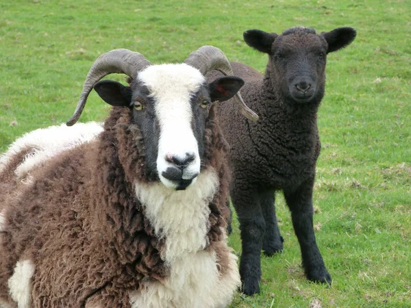 Jacob ewe ile çapraz breed lamb — Stok fotoğraf