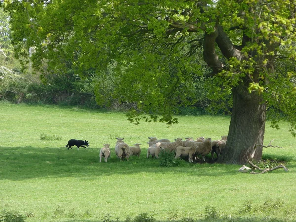 Border Collie working Romney sheep — Stock Photo, Image