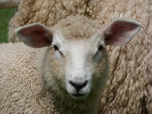 Romney Lamb con orejas grandes — Foto de Stock