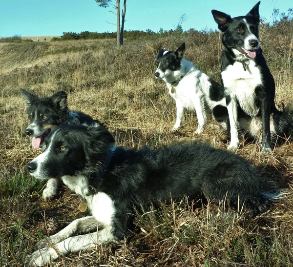 四个边境牧羊犬 免版税图库图片