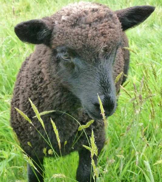 Fekete bárány a mezőben — Stock Fotó