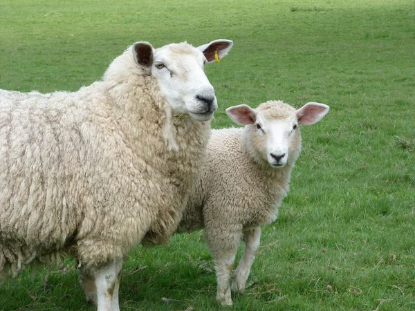 Uma ovelha romney com seu cordeiro — Fotografia de Stock