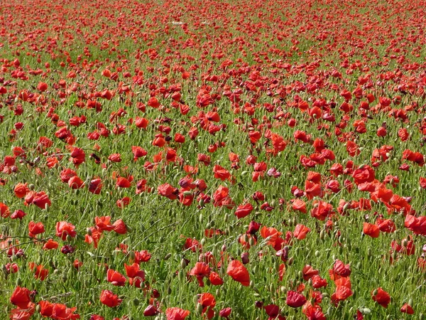 stock image Poppies in a field