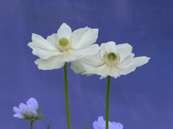 Vit anemone Decaenleda — Stockfoto
