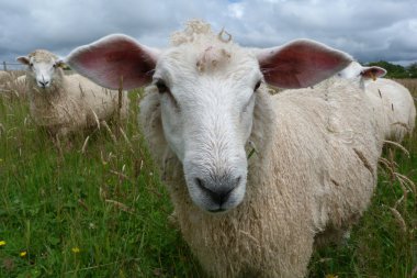 Big eared Romney Lamb clipart