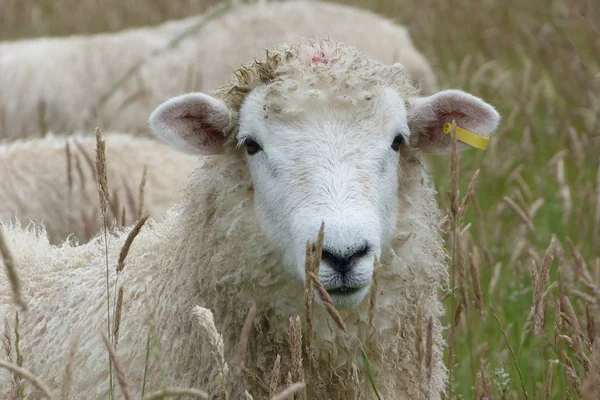 ロムニー羊の牧草地で — ストック写真