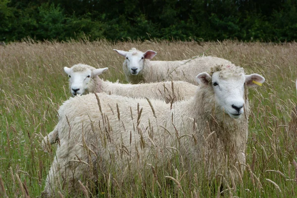 三个小羊在草地上 — 图库照片