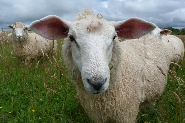 Gran oreja Romney Lamb — Foto de Stock
